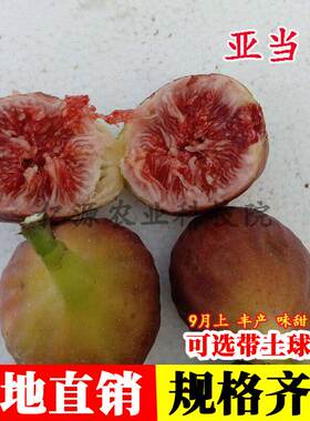 亚当无花果树果苗耐寒红