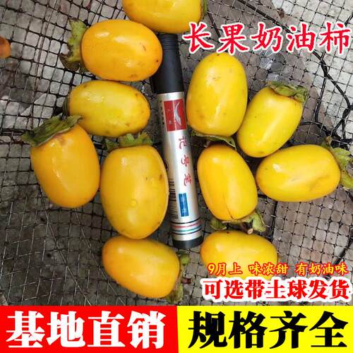 新品种长果奶油柿子树苗