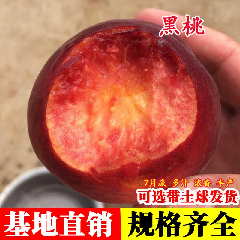 新品种黑桃王桃树苗皇后