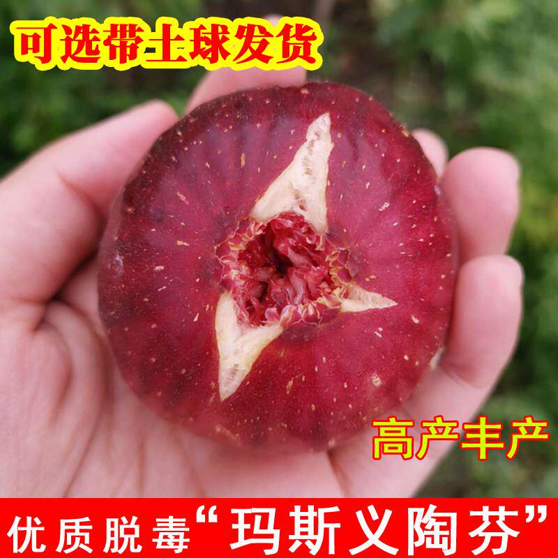 玛斯义陶芬无花果苗特大抗寒大玛无花果果树苗北南方种植当年结果