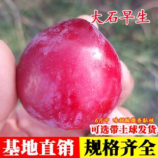 嫁接大石早生李子树苗早熟脆甜李树果苗南方北方庭院种植当年结果