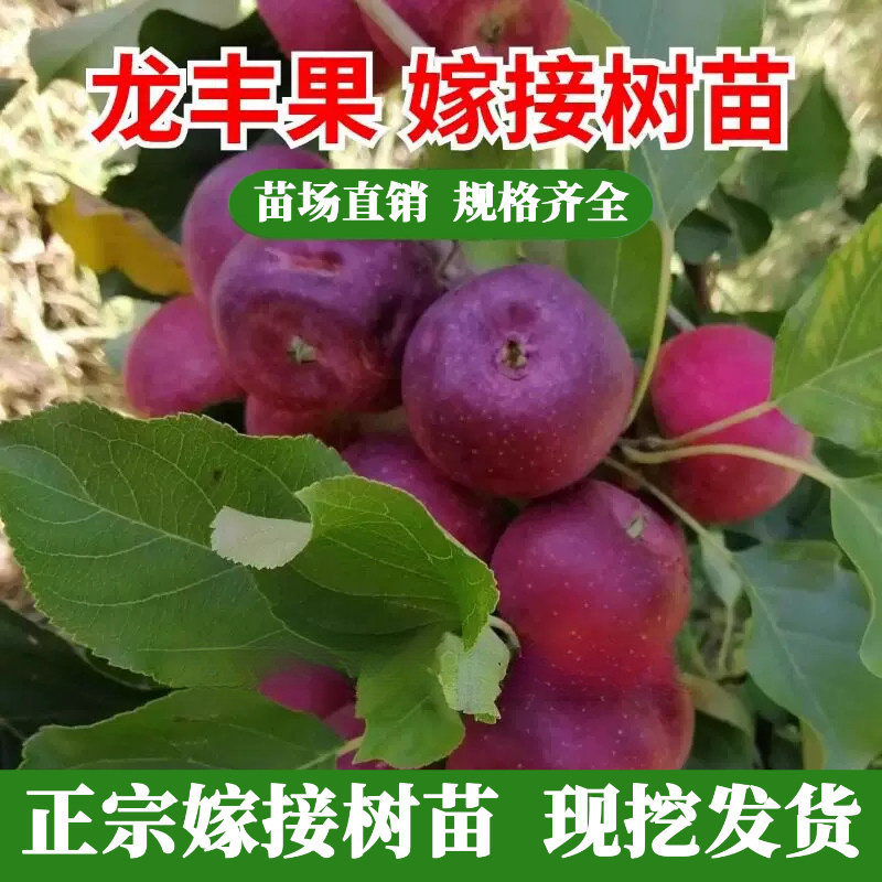 龙丰果树苗嫁接东北小苹图片