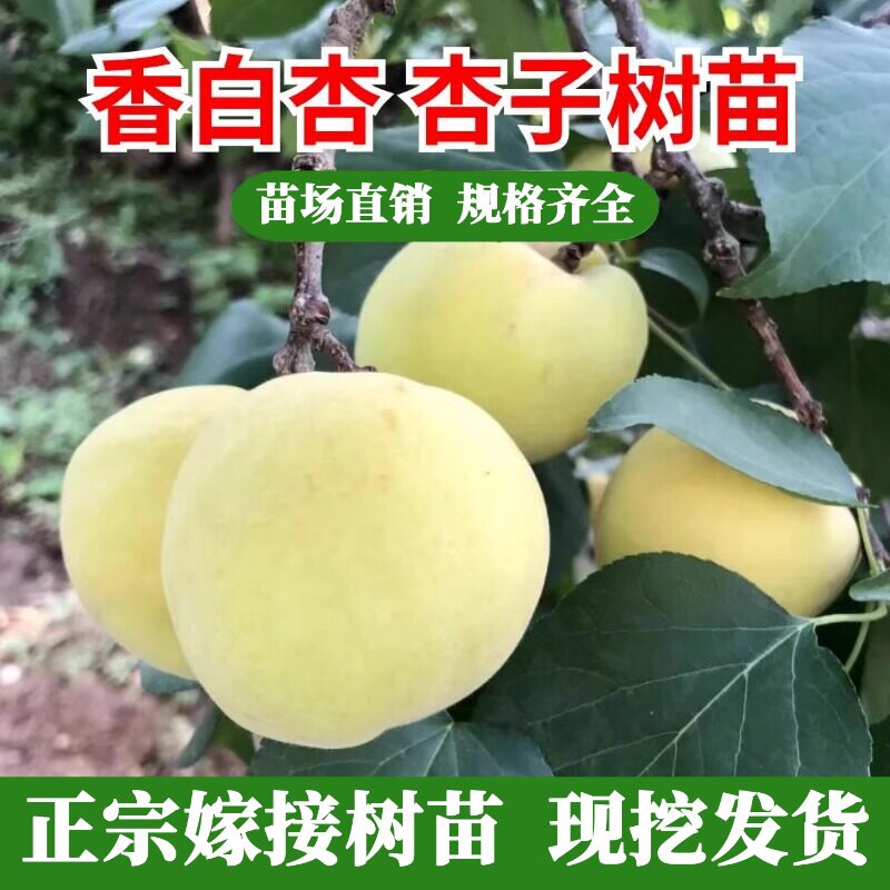 特大香白杏树苗活苗果树苗木地栽盆栽嫁接杏子树苗早熟当年结果树