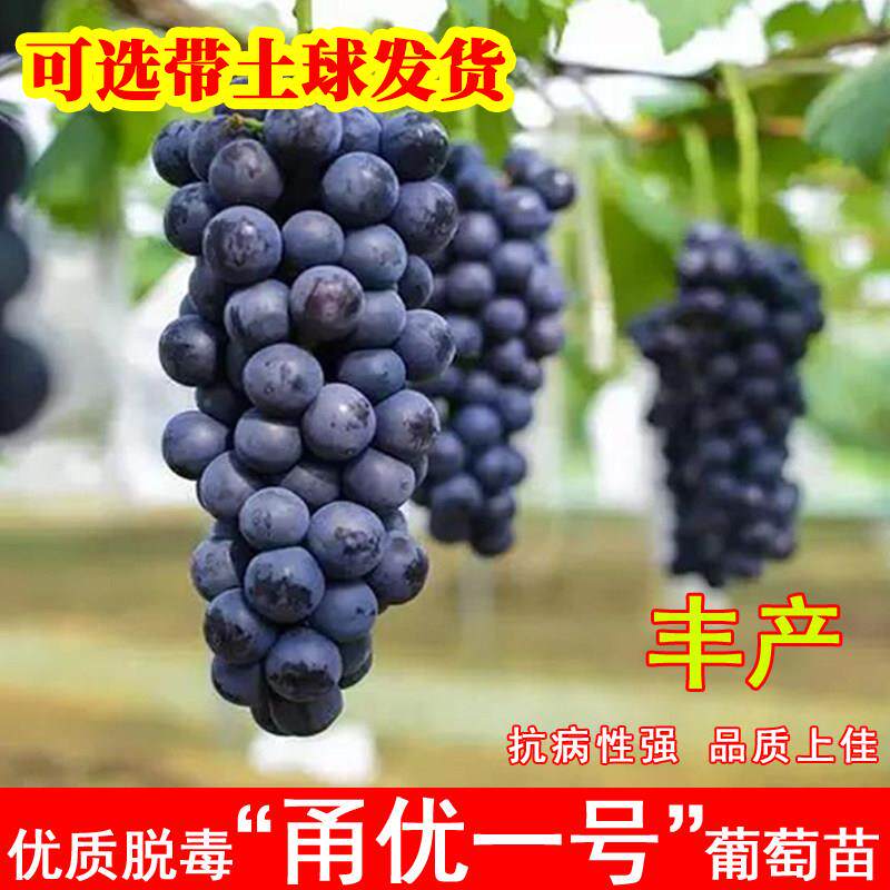 嫁接甬优一号葡萄树苖特大爬藤甜葡萄苗北南方种植当年结果果树苗