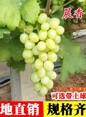 早熟晨香葡萄树苗阳光玫