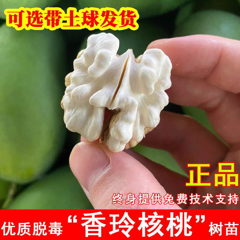 香玲核桃树苗薄皮薄壳纸皮核桃苗南方北方盆栽地栽当年结果果树苗