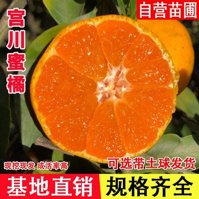 临海涌泉蜜桔树苗早熟宫川蜜橘苗盆栽地栽无核柑橘果树苗当年结果