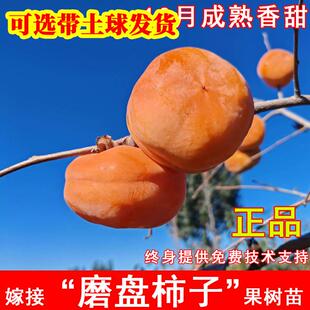 磨盘柿子苗树无核冻柿特大软柿苗南北方庭院地栽盆栽耐寒当年结果