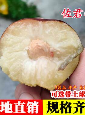 佐君李树苗四川李子嫁接