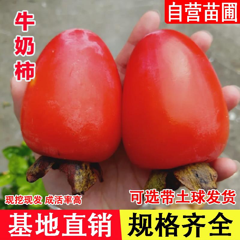 牛奶柿树苗嫁接软甜玉环长柿红彤柿子苗牛心柿果苗盆地栽当年结果