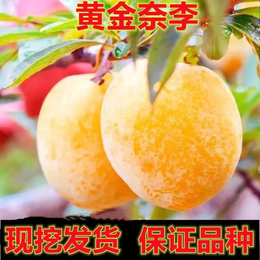 超甜黄金奈李树苗无核脱骨黄金奈李苗南方北方种植盆栽地栽果树苗