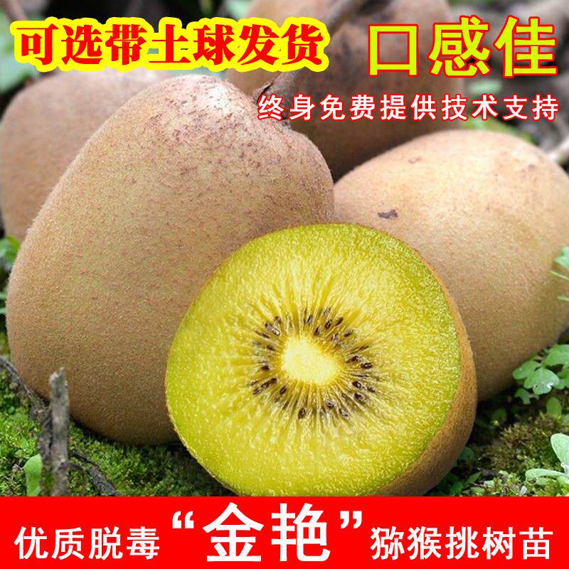 嫁接金艳猕猴桃苗黄肉黄心奇异果苗盆栽地载耐寒北方南方当年结果