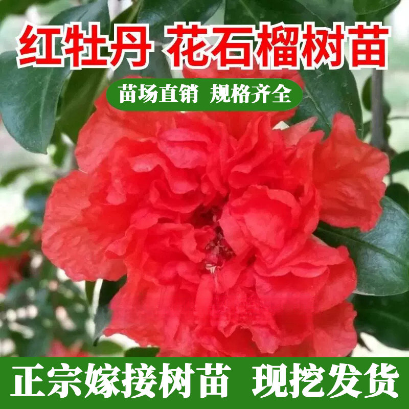 重瓣牡丹花石榴苗盆栽矮图片