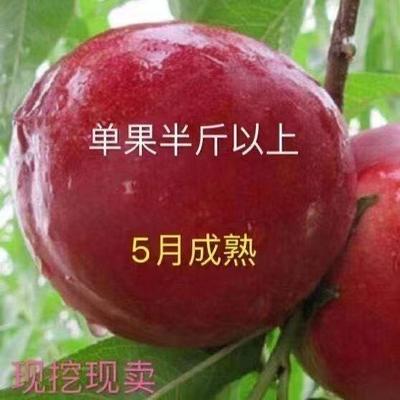 特早熟黄肉油桃新品种京蕾油桃树苗5月成熟 浓甜 丰产 单果重半斤