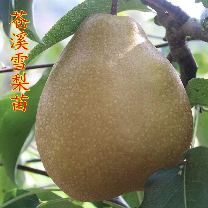 苍溪雪梨树苗耐寒嫁接特大梨苗当年结果南北方种植酥梨树盆栽地栽