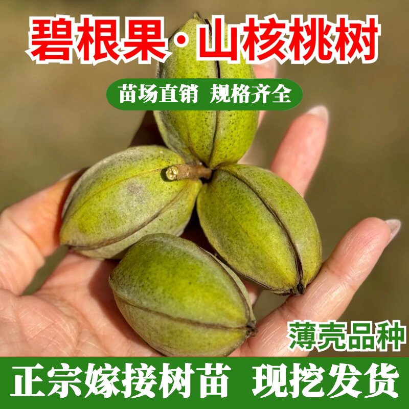 嫁接碧根果苗美国山核桃树苗薄壳核桃苗果树苗木种植果树苗盆栽地