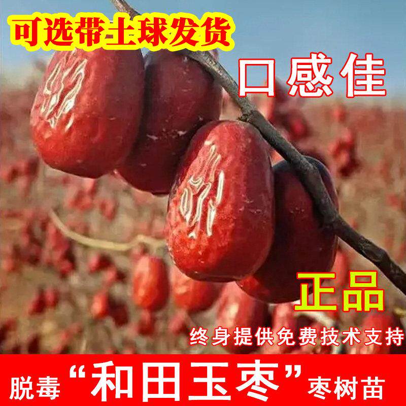 和田玉枣树苗新疆大红枣脆甜枣树活苗北方南方种植当年结果果树苗