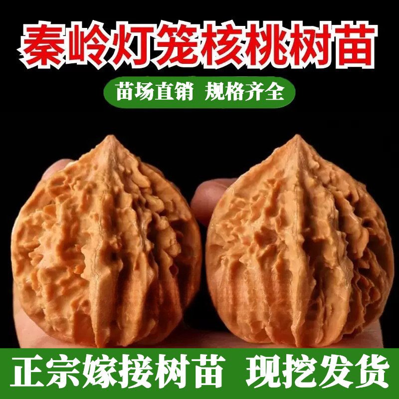 嫁接文玩核桃树苗狮子头秦岭灯笼深纹大刺麻核桃苗盆地栽当年结果