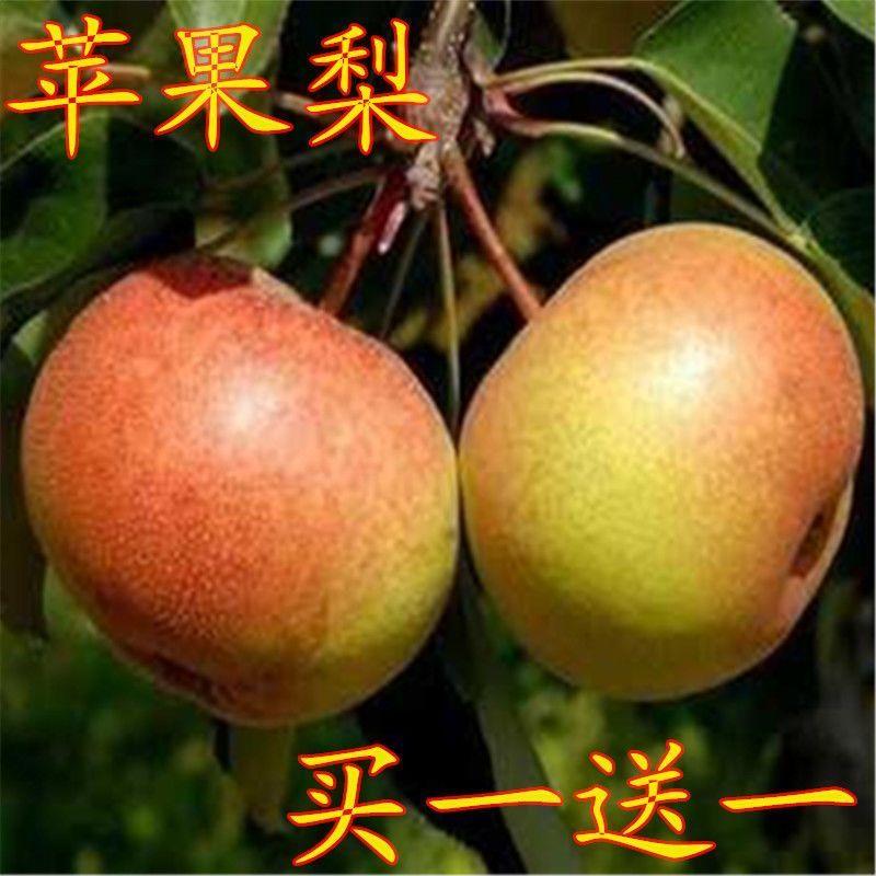 边苹果梨苗果树苗 嫁接梨树苗 地栽梨子苗 南北方种植当年结果