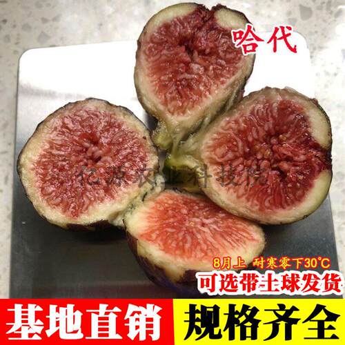 耐寒糖心无花果树苗阳台