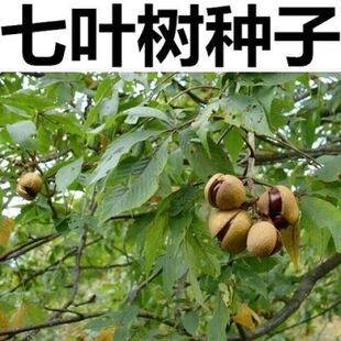 红花七叶树种子 当年新踩 梭椤子 七叶树小苗种子林木种籽新采