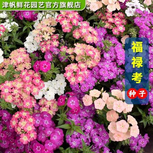 福禄考种子小天蓝绣球花种籽子宿根一二年生花卉阳台盆栽芝樱花籽
