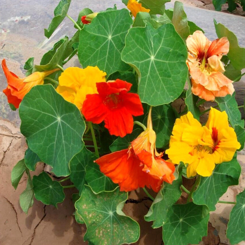 旱荷花种子垂吊花卉春秋播花种子爬藤易种盆栽阳台庭院墙观花