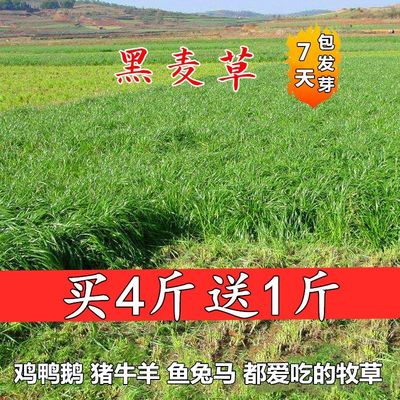 进口耐寒牧草种子一年生黑麦草种子四季常青鸡鸭鹅猪牛羊鱼草种籽