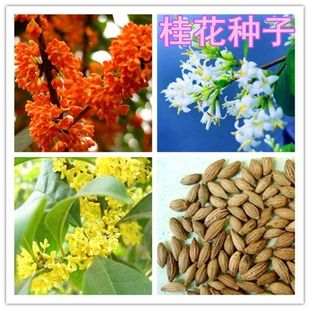 桂花种子 金桂沉香八月桂花树种子 桂花种籽四季盆栽阳台花卉种籽
