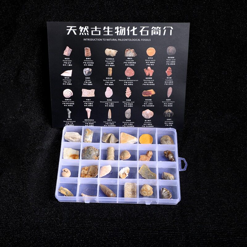 古生物化石标本三叶虫化石琥珀原石奇石头儿童地质礼物淘矿科普