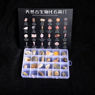 古生物化石标本三叶虫化石琥珀原石奇石头儿童地质礼物淘矿科普