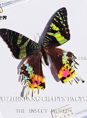 透明盒装蝴蝶标本ns风摆件礼物