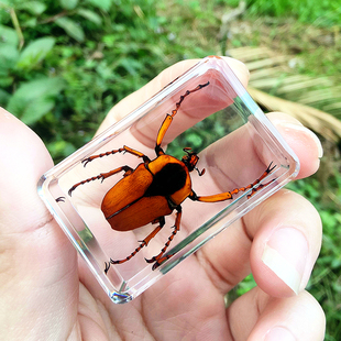 儿童科普幼儿园小动物真实昆虫标本树脂蝎子锹甲虫金龟蜜蜂蜻蜓等