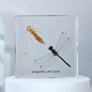 昆虫生长历程标本蝴蝶蜻蜓青蛙生活史自然科学教具树脂工艺品