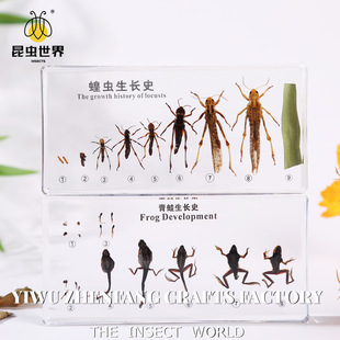 教学展示用品真实昆虫蝴蝶标本滴胶摆件植物种子标本亚克力摆件
