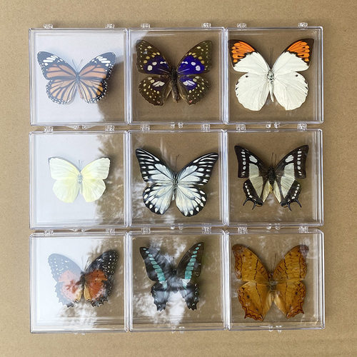 真蝴蝶蜻蜓标本摆件展翅昆虫真虫