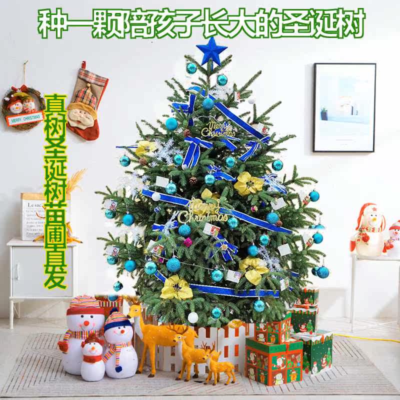 鲜活圣诞真圣树树带杉根挪威云大树圣诞盆植物装圣诞栽节饰诞树苗