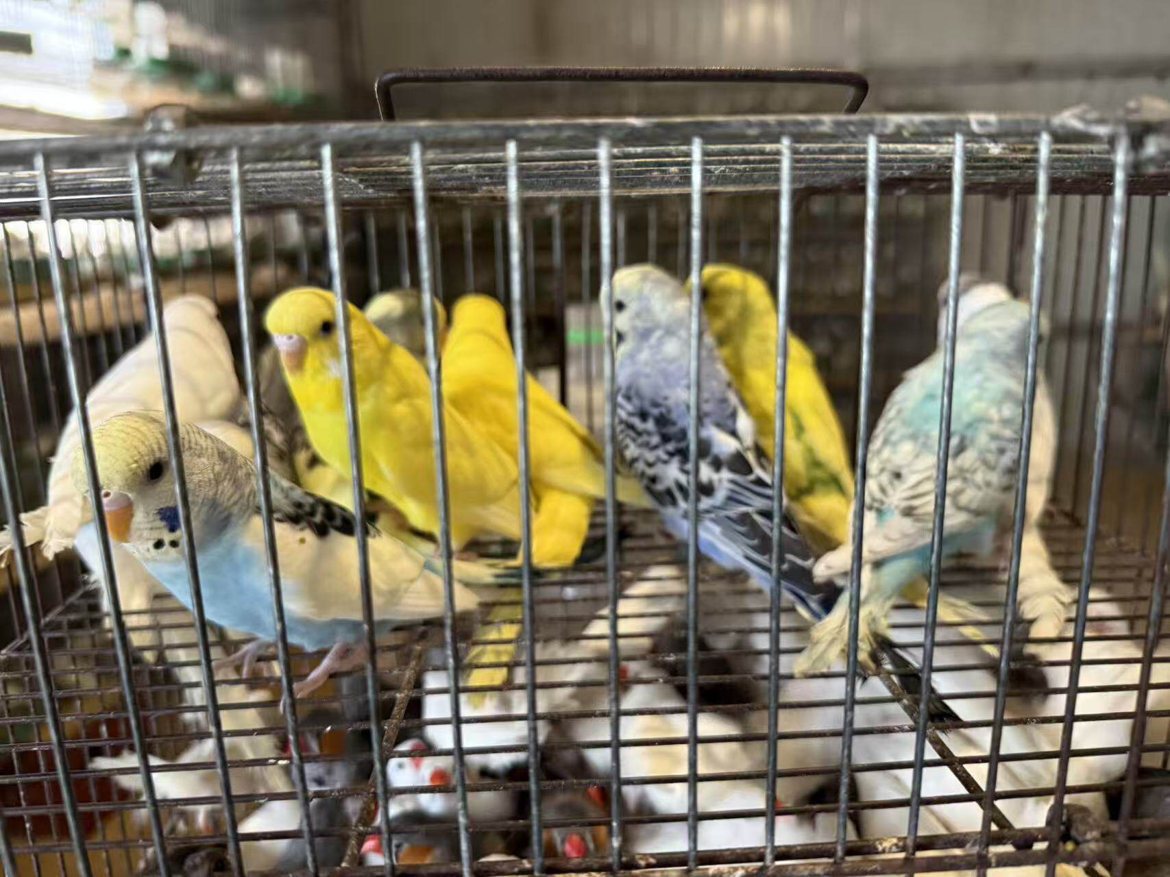 批发价特色大头鹦鹉活鸟活物家养鸟