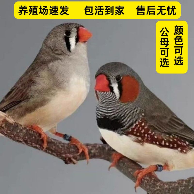 清仓特价短尾珍珠鸟活物灰白观赏小鸟宠物鸟活体公母一对