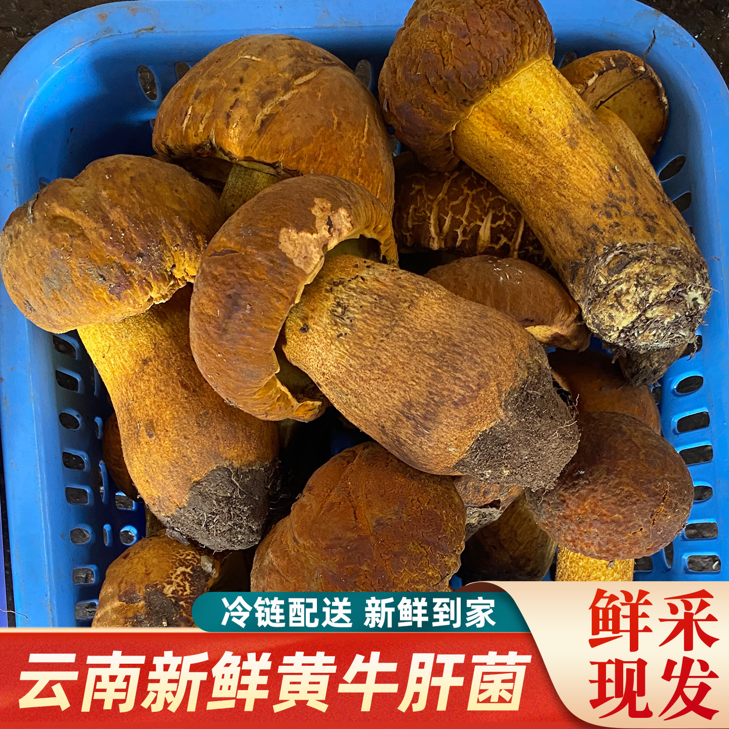 云南新鲜野生黄牛肝菌冰冻见手青