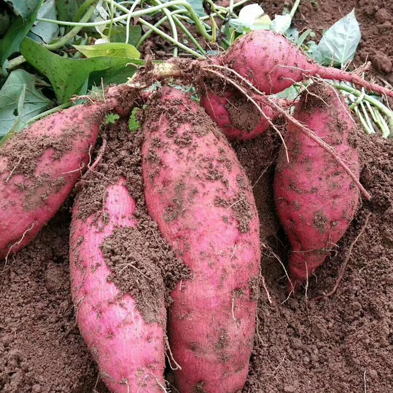 连州高山土特产当季西瓜红蜜薯番薯新鲜现挖红薯地瓜甜软糯香粉糯