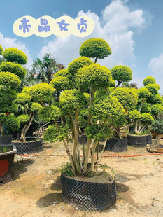 不落叶花镜风景树耐寒热 精品多头亮晶女贞树造型盆景庭院花园四季