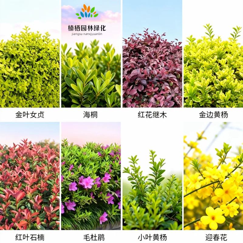 常绿彩叶观叶花灌木庭院绿化苗木金叶女贞海桐红花继木绿植