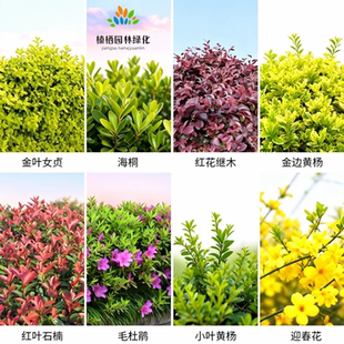 常绿彩叶观叶花灌木庭院绿化苗木金叶女贞海桐红花继木绿植
