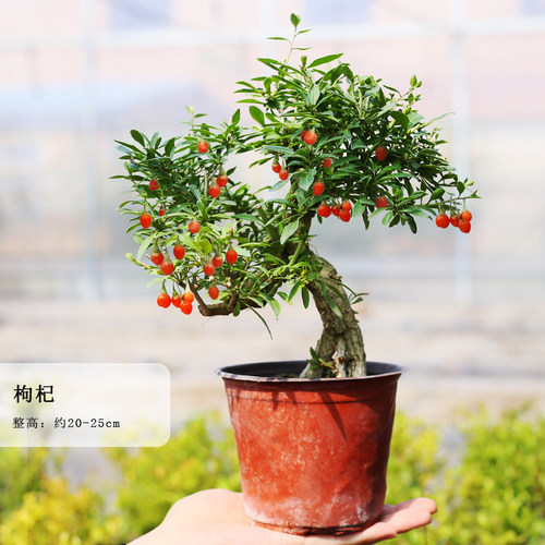 红枸杞小老桩盆栽枸杞耐寒
