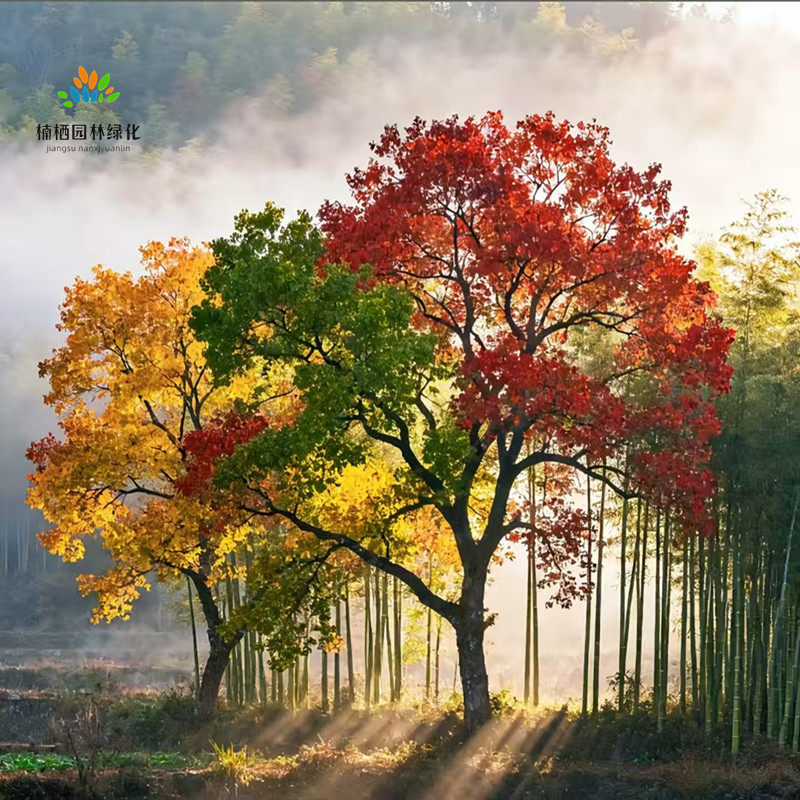 庭院别墅 绿化富贵 风彩色乌桕树苗秋叶观赏树室外装饰绿植易养护