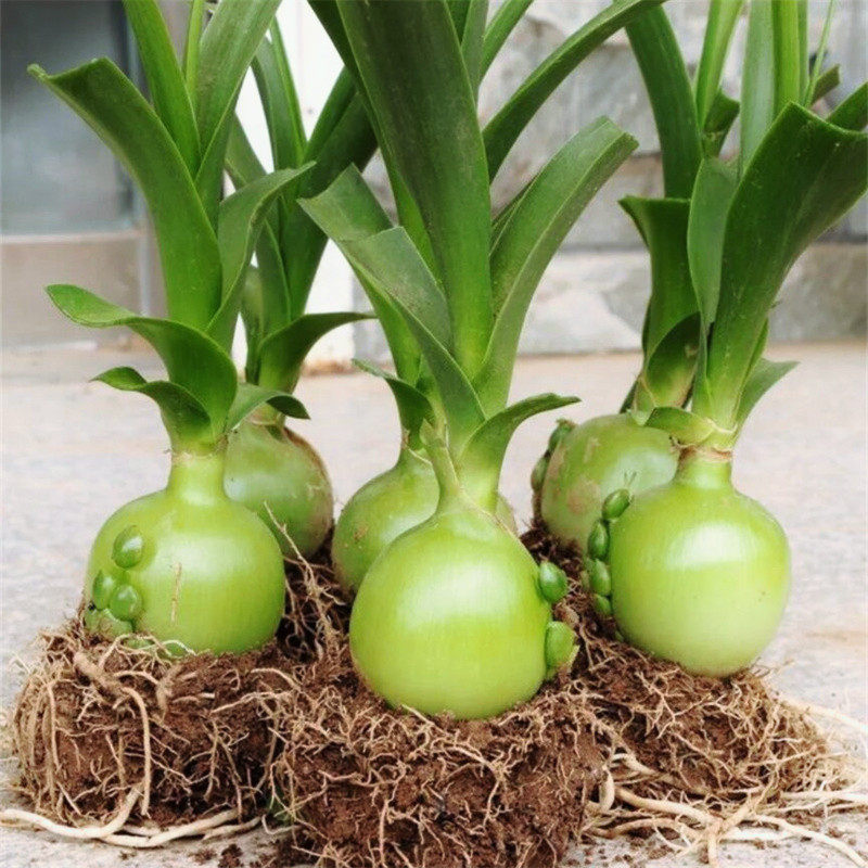 鸟乳花虎眼万年青海葱旱三千玻璃球葫芦兰种球可使用入药盆栽植物