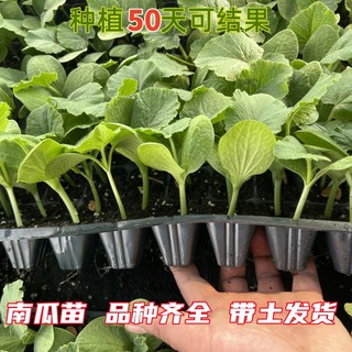 南瓜苗绿贝贝板栗奶油香芋鲜食小南瓜蜜本甜糯粉春庭院菜园蔬菜秧