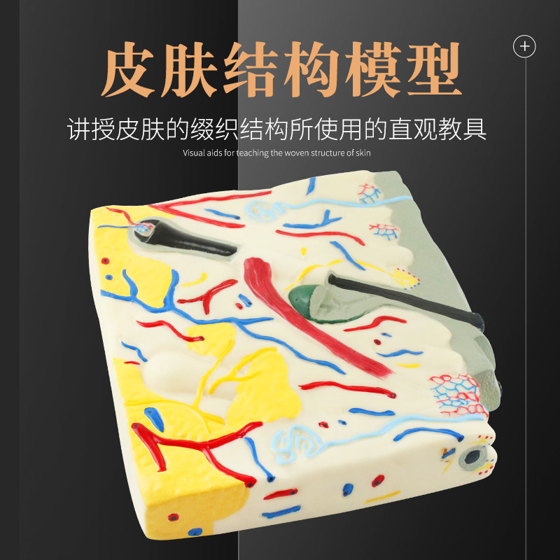 皮肤结构模型 皮肤的组织直观教育 初高中生物理教学仪器实验器材