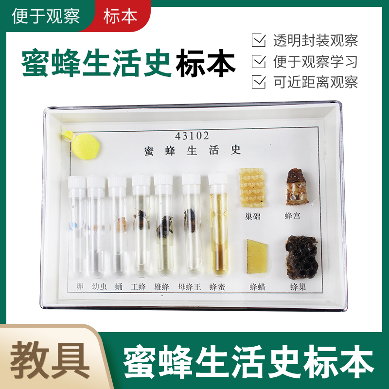 蜜蜂生活史标本幼教昆虫